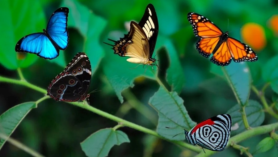 Conocé las cinco especies de mariposas que son patrimonio de Misiones