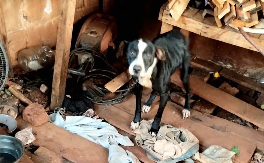 Rápida respuesta de la Policía de Misiones ante requerimientos de rescatistas animales