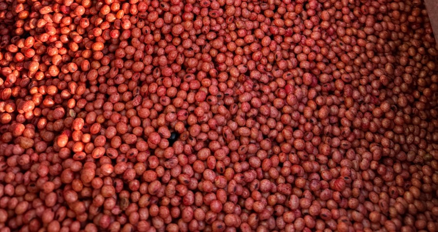 Se prueba a campo la primera formulación de coinoculado para soja