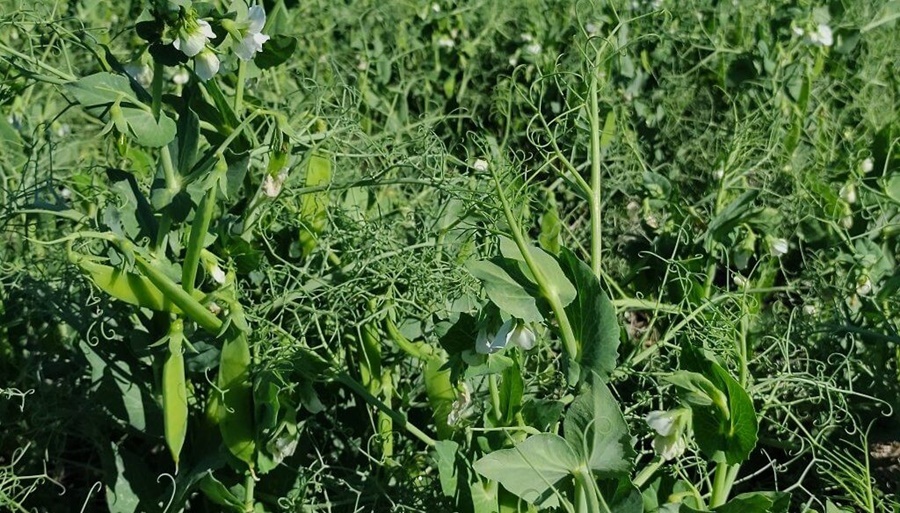 Arveja: Recomiendan aumentar los monitoreos ante el inminente ataque de pulgones