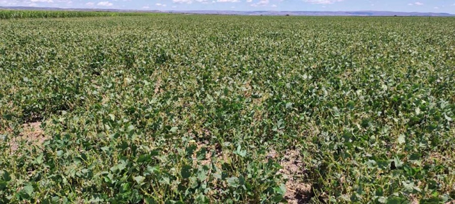 Si no llueve dentro de los próximos 15 días, las proyecciones de cosecha “se van a desplomar”