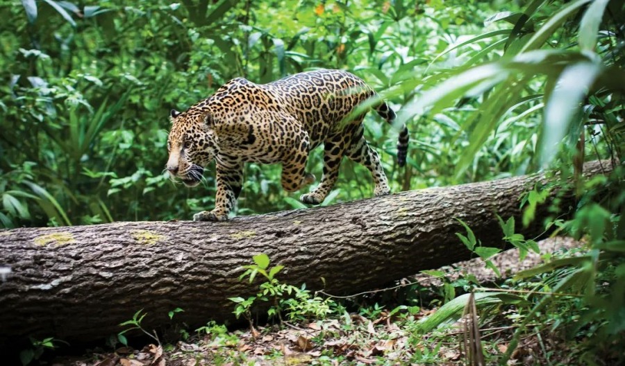 La Provincia de Misiones invertirá 500 millones de pesos en la repoblación del yaguareté