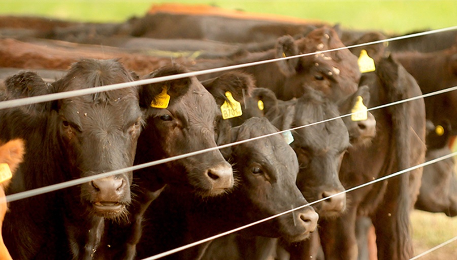 Carne vacuna: “En un plazo entre 60 a 120 días vamos a estar con escasez de gordo”