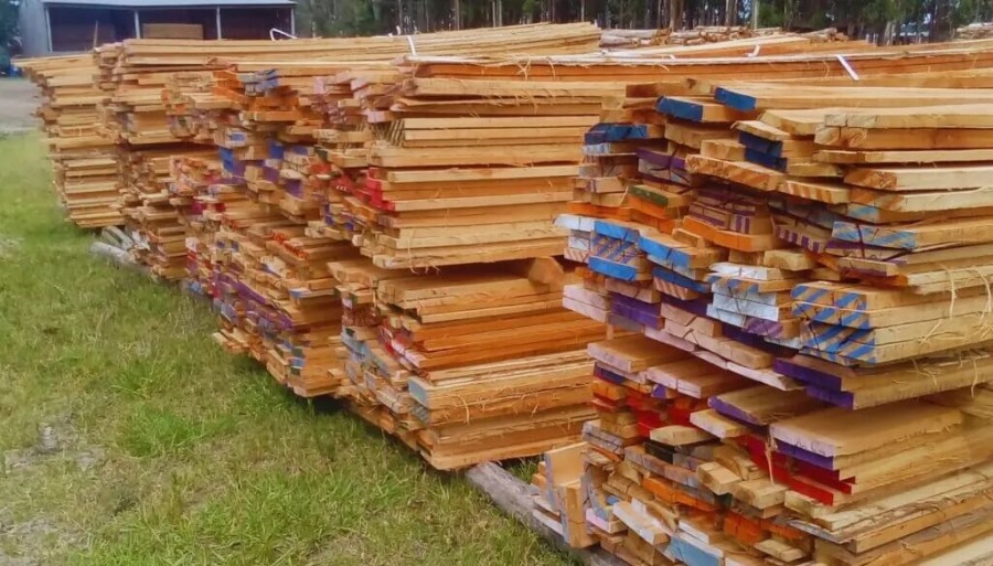 Industria forestal: Clones de eucalipto, una alternativa con potencial para la bioenergía y la construcción