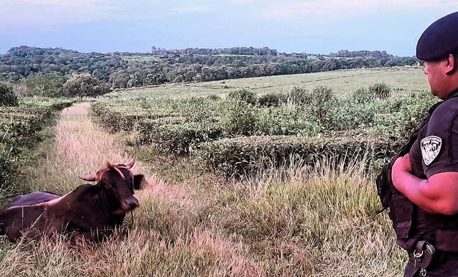 Recorridas rurales: Policías recuperaron dos animales vacunos robados minutos antes a un colono