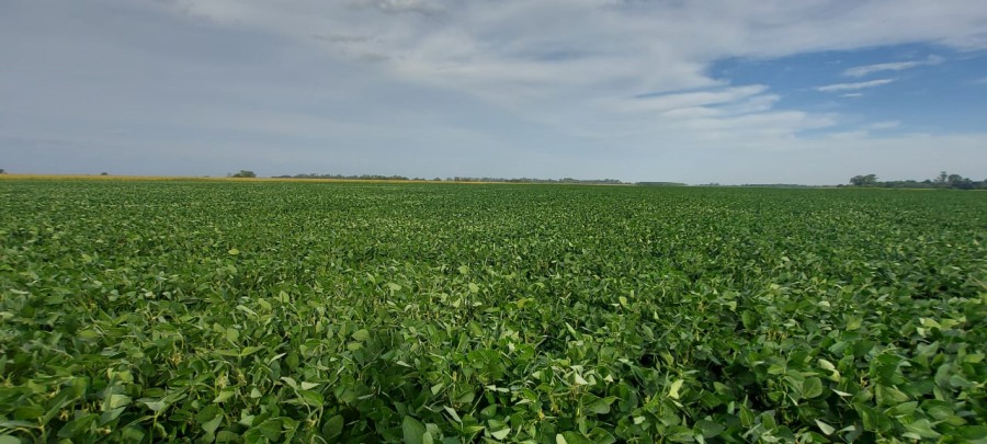 El Grupo GR empieza a realizar certificaciones orgánicas y ya impulsa la comercialización de soja no transgénica