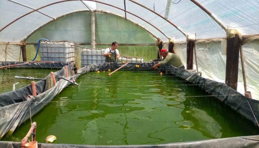 Peces en invernaderos y criados con agua reutilizada: Un círculo virtuoso de eficiencia y rentabilidad