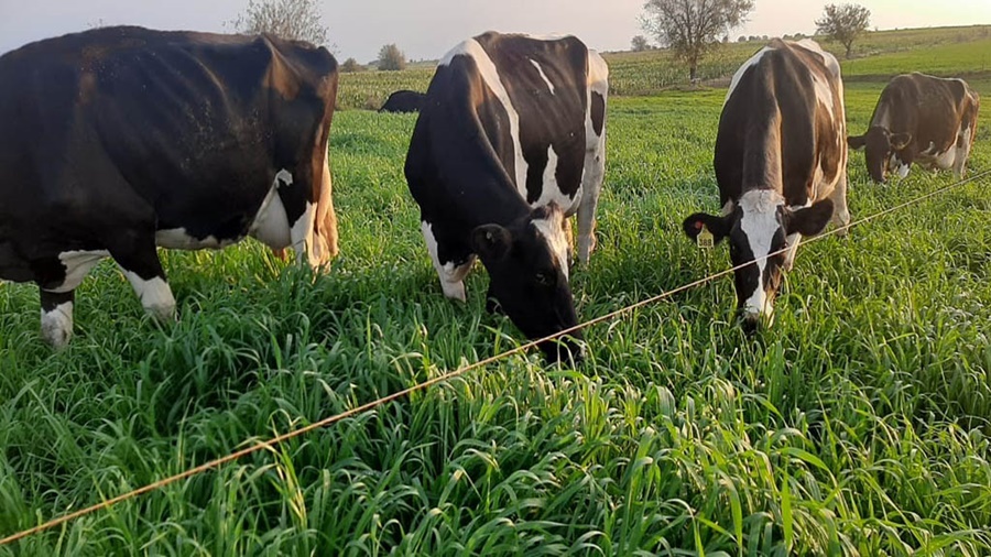 Intoxicación del ganado por el consumo de plantas acumuladoras de nitratos