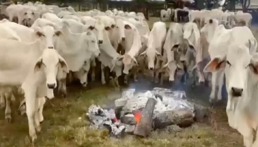 El frío, una alerta inédita para ganaderos de Brasil: Murieron casi 3.000 vacas de hipotermia