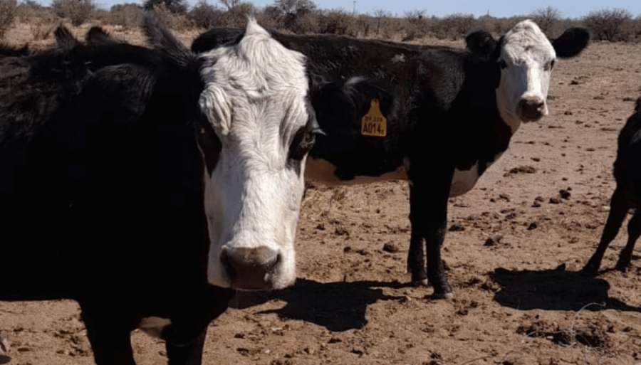 Por el clima y la presión china, el precio de la vaca repuntó y mejora la reposición de vientres