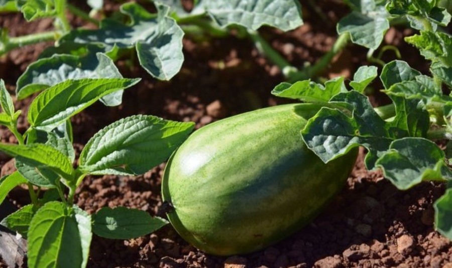 Misiones: Con excelentes expectativas comenzó la cosecha de sandía en el Valle del Cuñá Pirú