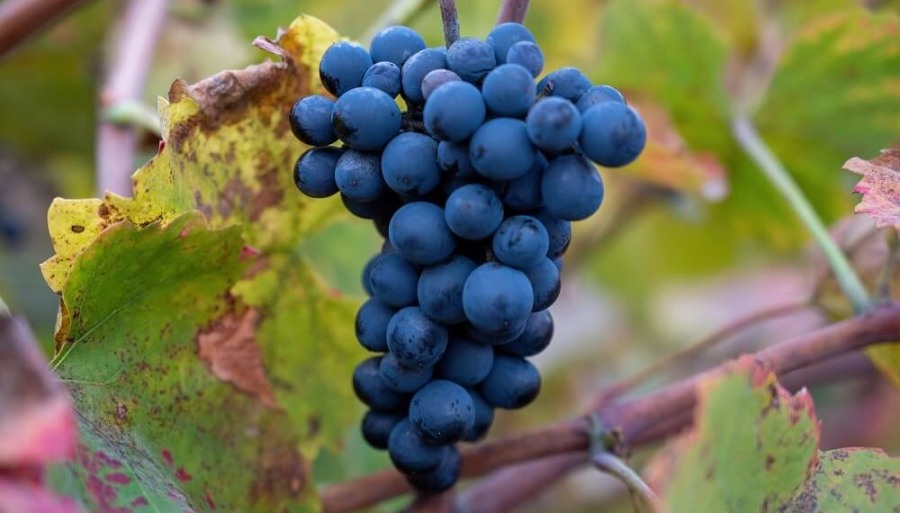 La “revolución verde” de la uva: Crece el consumo de vinos orgánicos