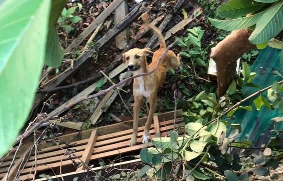 Misiones: Crecen los pedidos de intervención policial en hechos de maltrato animal y rescate de los mismos, son alrededor de diez los requerimientos diarios en la provincia