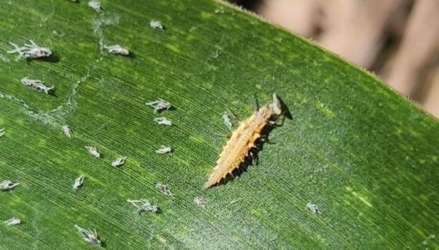Los insectos benéficos, un arma que podría ser clave para controlar a la chicharrita del maíz