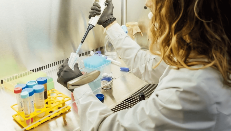 Frutillas y arándanos: Científicos de Córdoba van por un logro clave para mejorar las exportaciones