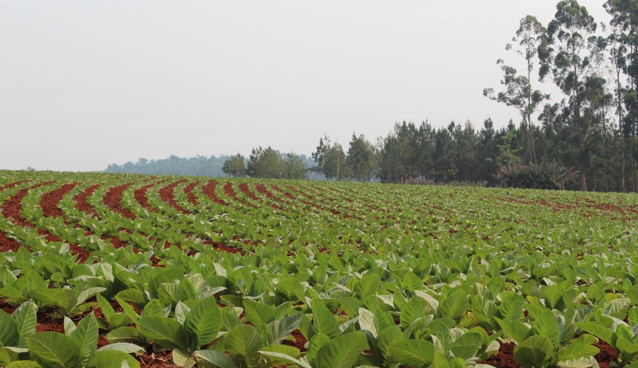 Misiones: Comenzó el censo tabacalero 2024-2025, hasta el 30 de diciembre, los productores podrán registrarse