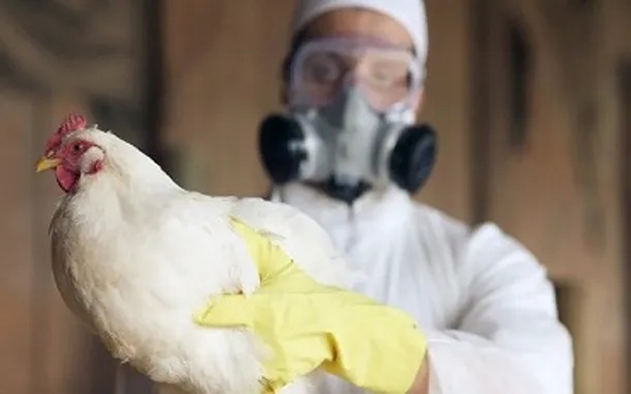 En alerta: Gripe aviar, el Gobierno Nacional y el SENASA analizan este martes nuevas acciones