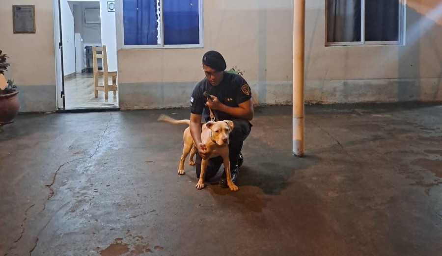 La Policía de Misiones recuperó a "Luna" una perra Pitbull robada de una vivienda en la ciudad de Oberá