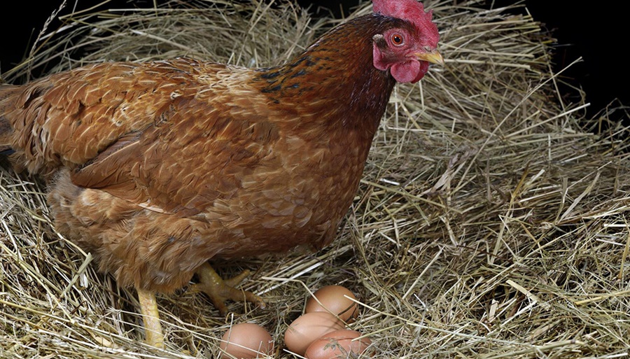 En 2022, creció la producción nacional de huevos y Argentina fue el cuarto consumidor a nivel mundial