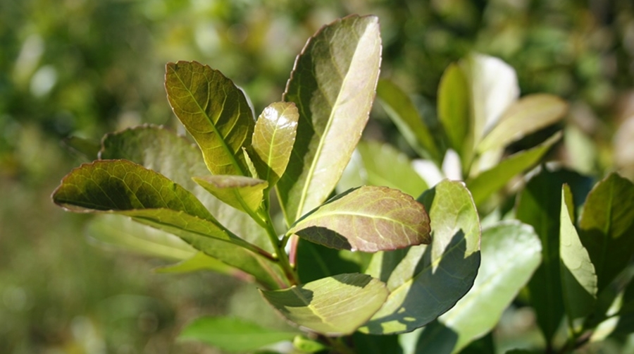 El consumo interno de yerba mate superó los 189 millones de kilos al cierre de Agosto