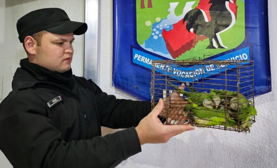 Misiones: Rescataron a trece aves en cautiverio y arrestaron a dos individuos por tráfico de fauna silvestre