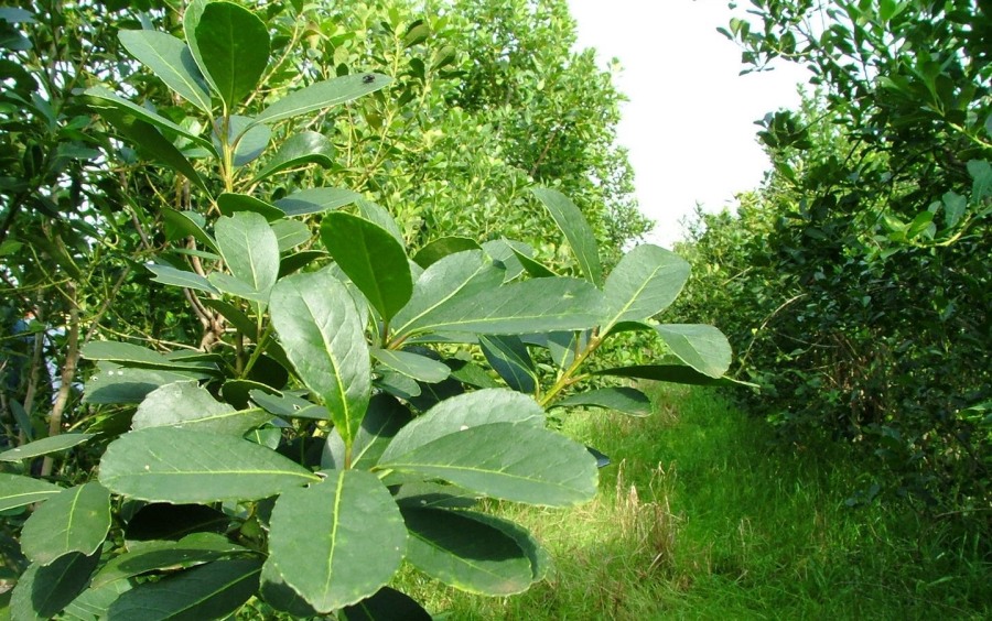 INYM: Costos de producción de hoja verde de la yerba mate