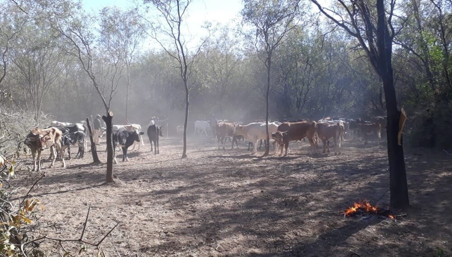 La ganadería, en terapia intensiva en Corrientes: Estiman pérdidas por 28.000 millones de pesos