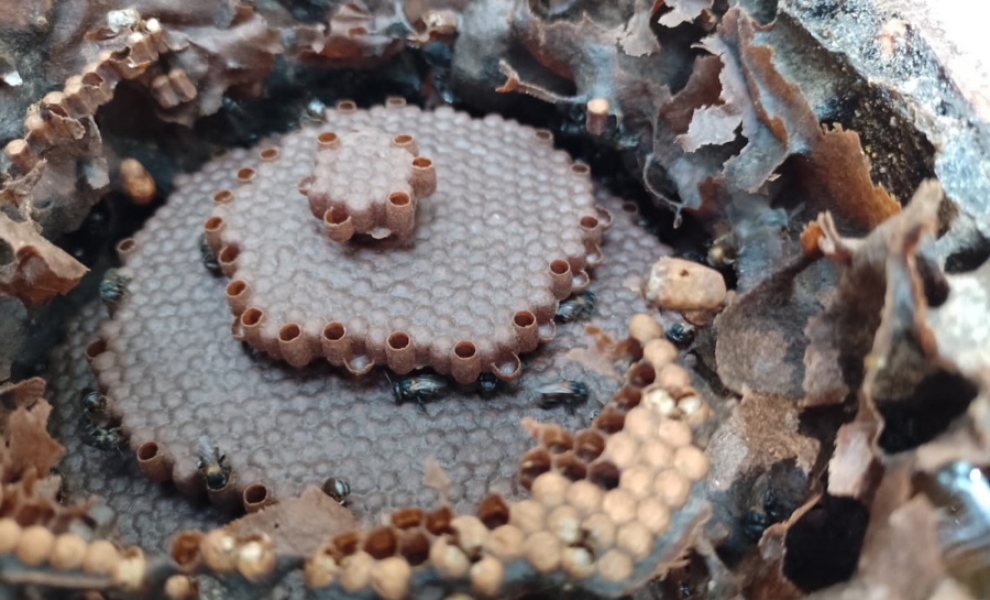 Misiones: Lanzan el Primer Concurso de Arte sobre Abejas Nativas sin Aguijón