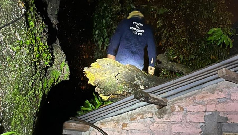 Por los fuertes vientos un árbol de gran porte cayó sobre una vivienda en el Barrio Santa Bárbara del Municipio misionero de Apóstoles, provocando importantes daños materiales aunque, sin dejar personas lesionadas