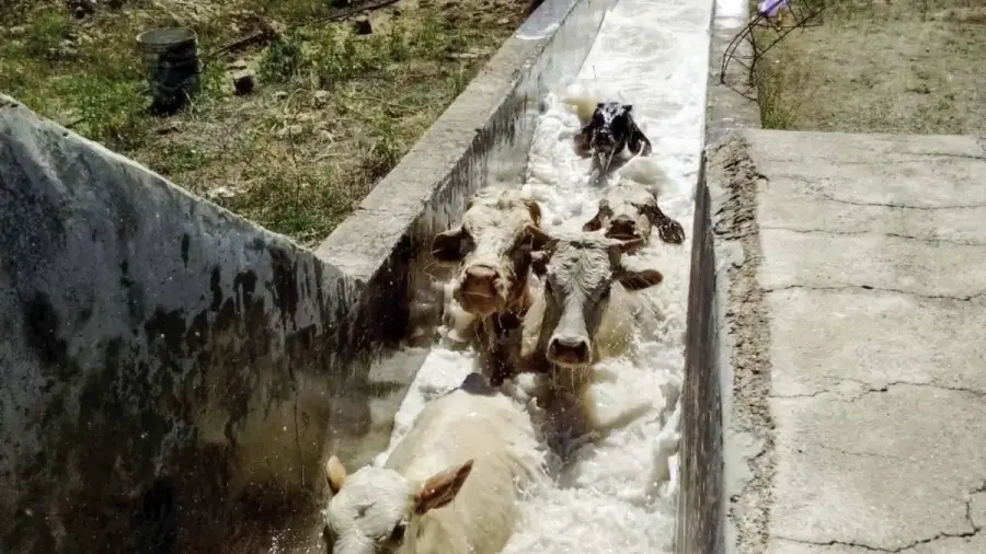 Garrapatas en bovinos: Un manual del SENASA detalla cómo deben hacerse los “baños de inmersión”