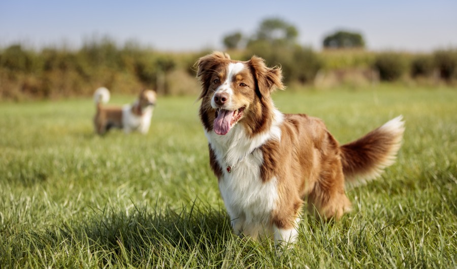 Noviembre, mes de la Mascota Diabética: ¿Sabías que tu mascota también puede tener diabetes?