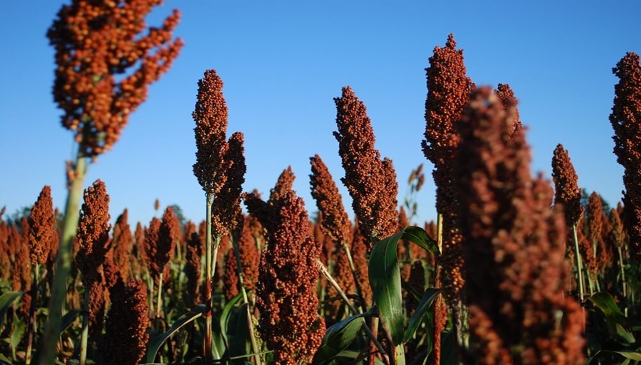 Sorgo forrajero: Recomendaciones para sacarle el máximo provecho en planteos ganaderos