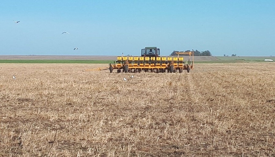 Atentos a El Niño: Las principales recomendaciones para sembrar maíz