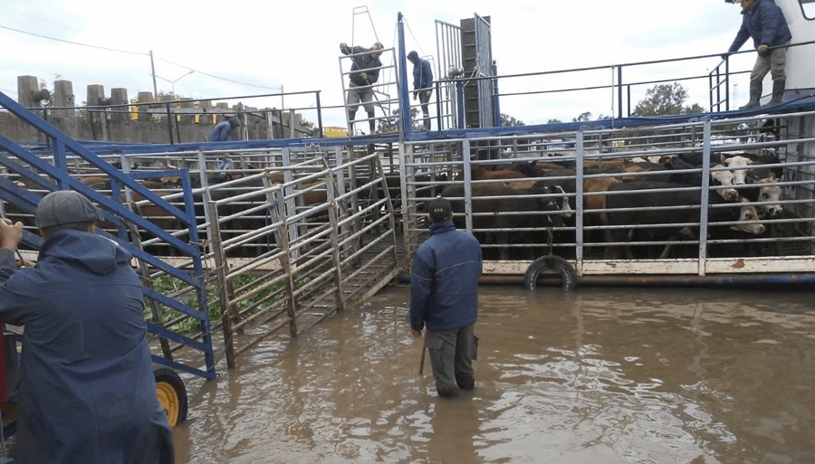 Inundaciones en el Litoral: Las recomendaciones de SENASA para el manejo del rodeo vacuno