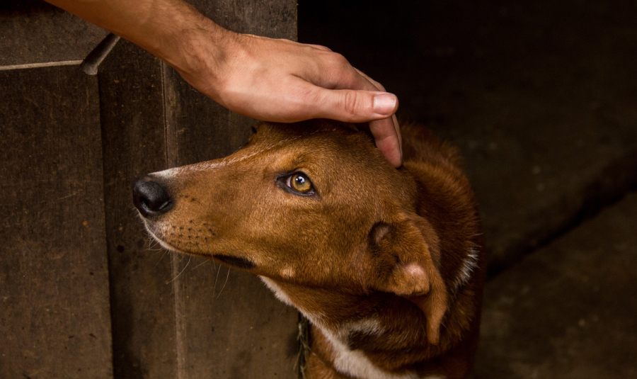 23 de Septiembre: Día Mundial del Perro Adoptado