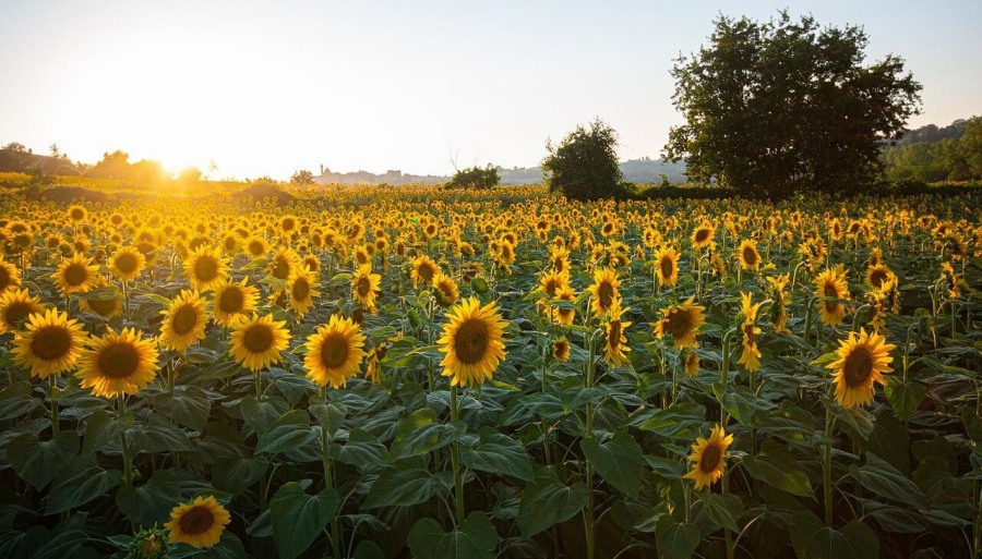 Brilla con luz propia: El girasol surge como una opción cada vez más firme en la zona núcleo