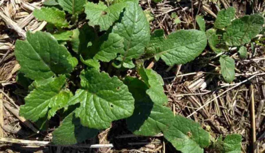 Nueva guía para identificar y manejar crucíferas en sistemas de siembra directa