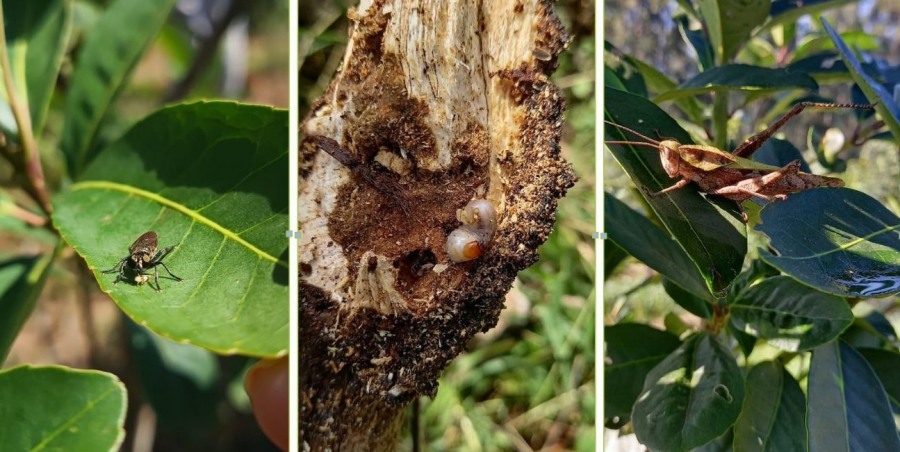 El equipo técnico del INYM monitorea yerbales para evitar daños por plagas