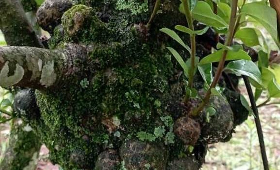 Identifican el agente causal de agallas en yerba mate y definen medidas que pueden aplicar los productores