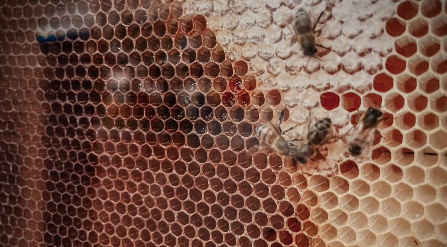 La Meliponicultura tomó protagonismo en la provincia de Misiones: Una fiesta con mieles premiadas, ciencia y saberes rurales