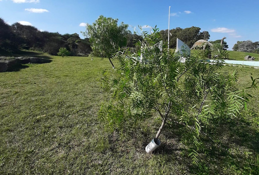 La plantación de Aguaribay en Balcarce que aporta memoria, reconocimiento y calidad de vida