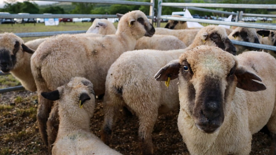 Misiones: Se realizó el primer remate nocturno 2023 de animales menores, además el Gobierno Provincial entregó créditos para compra de reproductores, fue en el Municipio de San José