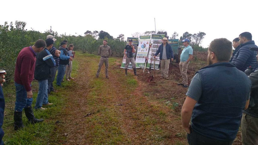 Podas de rebaje, para rejuvenecer a la planta de yerba mate