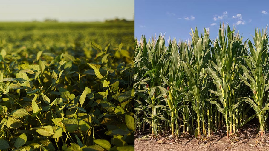 Más del 90% de la soja y el maíz transitan condiciones normales a excelente, por lo que proyectan cerca de 110 Mtn.