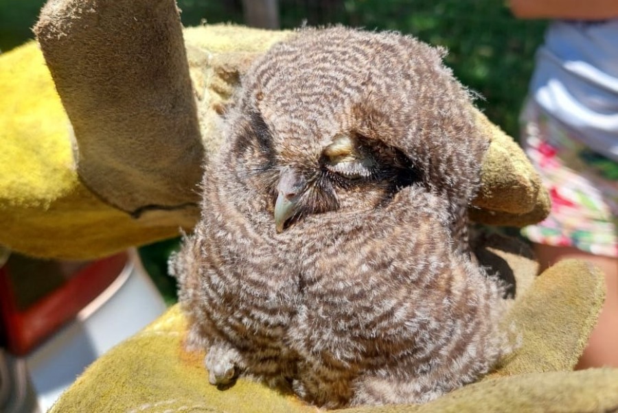 Rescates animales en el Municipio misionero de San Vicente, resguardaron a tres aves regionales
