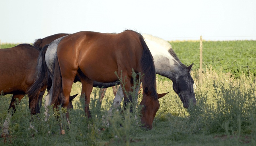 Encefalomielitis Equina: El SENASA aprobó el primer lote de vacunas para frenar los casos