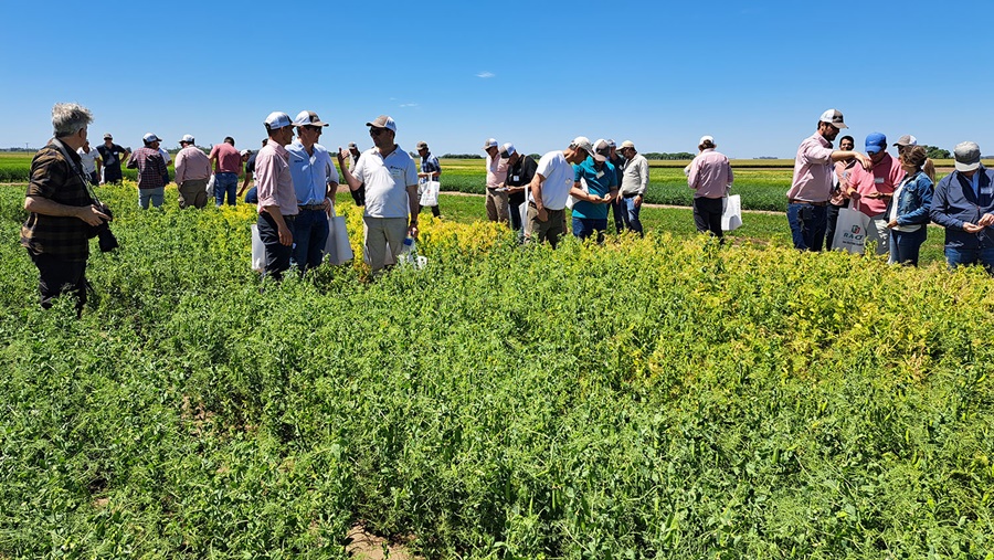 Genética en arvejas: Llegaron variedades superadoras a lo que se venía sembrando