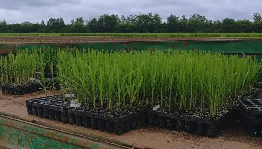 Con una novedosa técnica genética, en Tucumán buscan modificar el ADN de la caña de azúcar