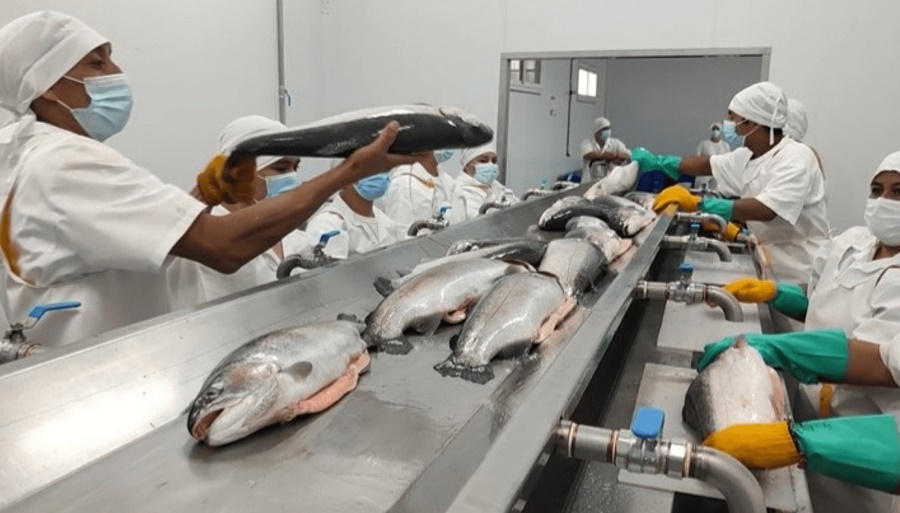 Cruzan el Atlántico: Por primera vez, truchas del norte de la Patagonia viajarán a Europa