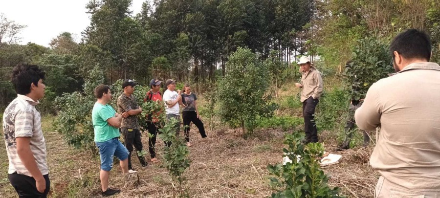 Cómo cuidar las plantas y el suelo yerbatero